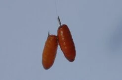 Spro Gamakatsu Onderlijnen Bkd-1810b Brasem Feeder -Vis Producten Winkel spro gamakatsu onderlijnen bkd 1810b brasem feeder 2